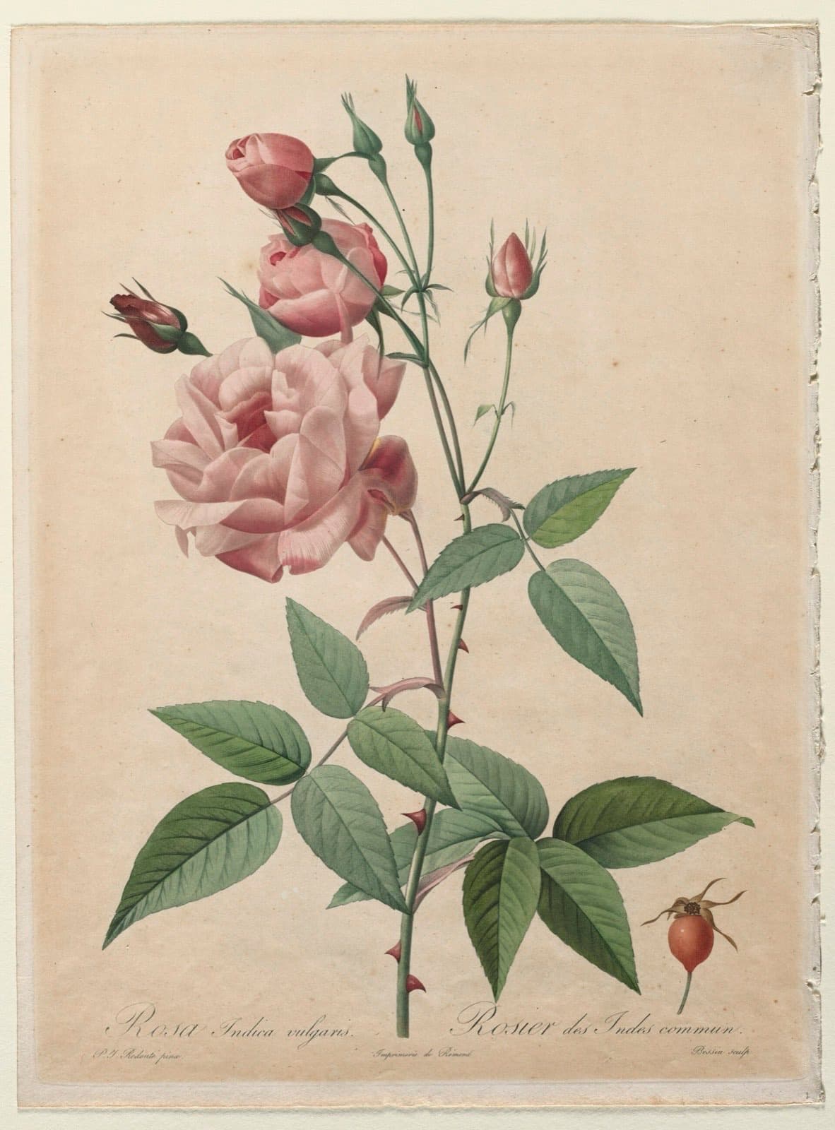 Botanical engraving of a pink China rose with buds and leaves, by Pierre-Joseph Redouté.